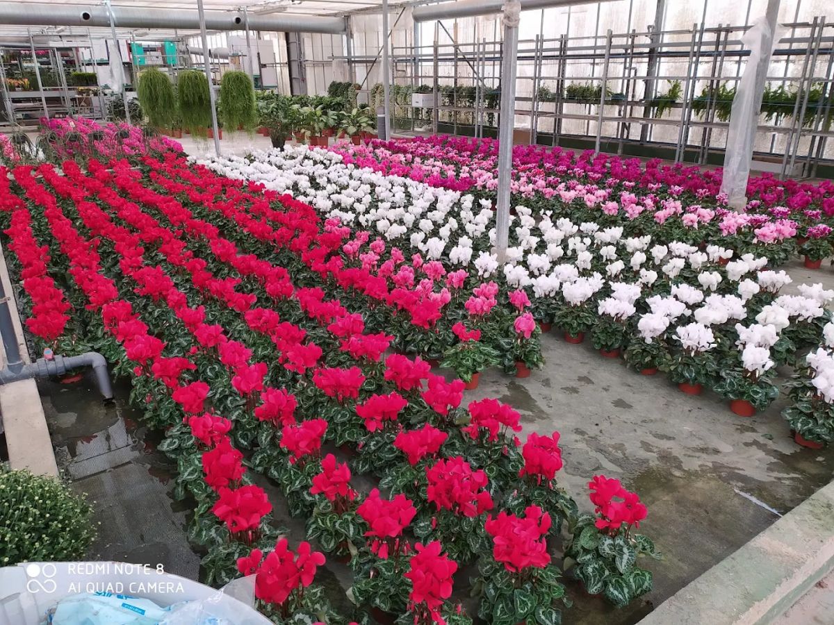 Viveros Hortiplant