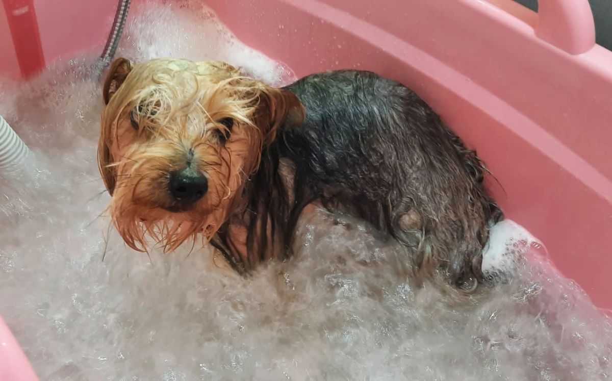 El Baño de Lucky Peluquería Canina